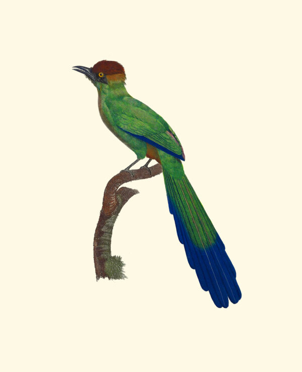 Francois Levaillant - Red Headed Bird of Paradise - Image 2