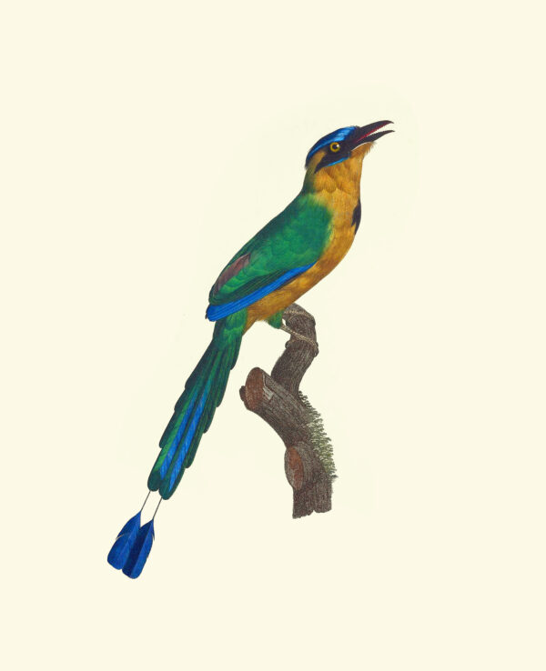 Francois Levaillant - The Momet Adult Male - Image 2