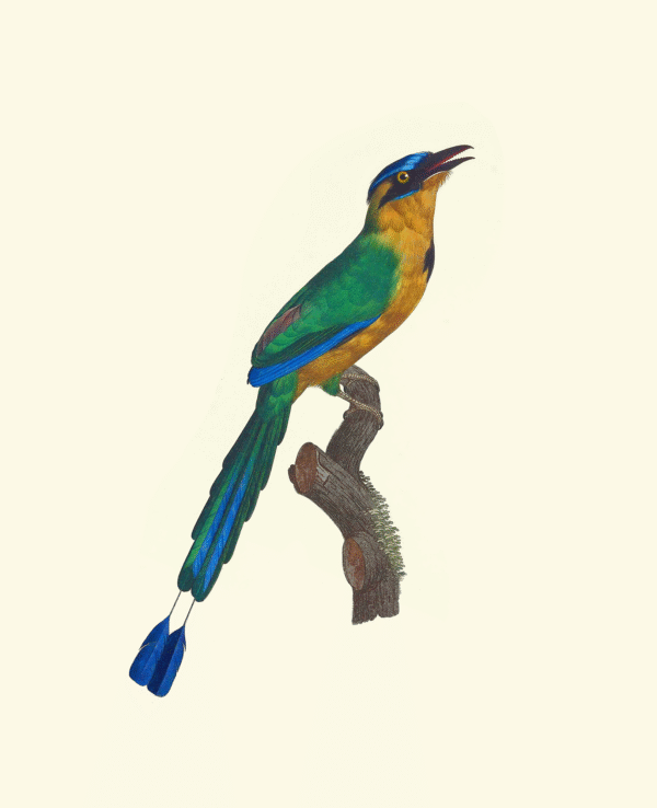Francois Levaillant - The Momet Adult Male