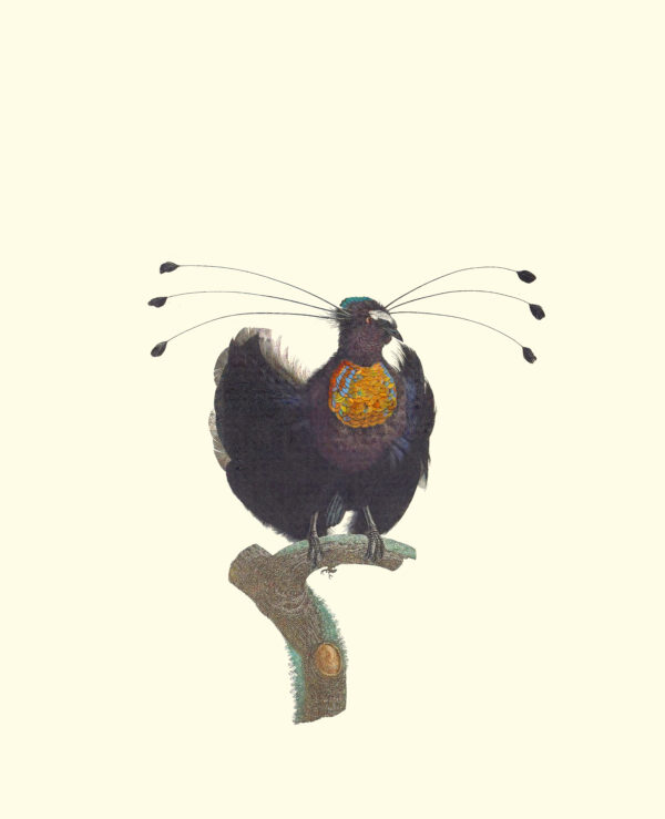 Francois Levaillant - The Whistle Showing Off - Image 2