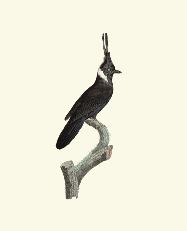 Francois Levaillant - White-collared Black Jay - Image 2