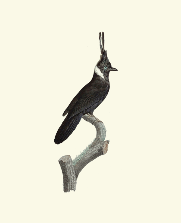 Francois Levaillant - White-collared Black Jay