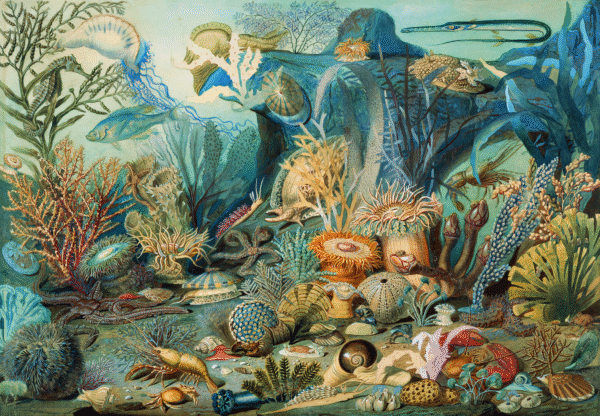 James Sommerville - Ocean Life